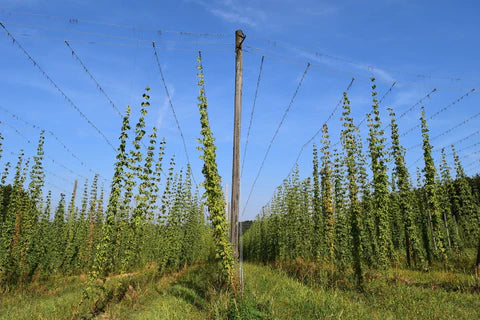 Hop garden in Kent